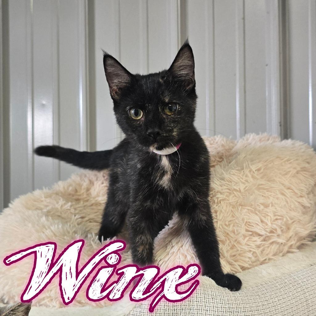 Enlarge Winx, a Adoptable Domestic Medium Hair in Hillsboro, OH image 4/4