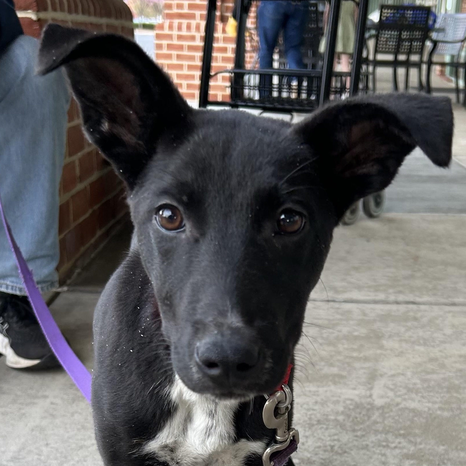 Enlarge Maggie, an adoptable mixed breed in West Grove, PA image 4/6
