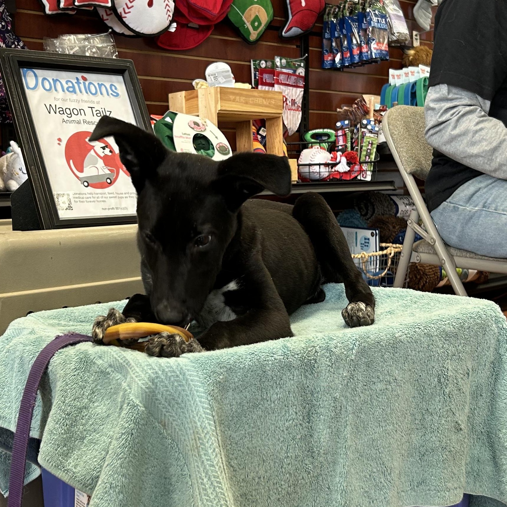 Enlarge Maggie, an adoptable mixed breed in West Grove, PA image 5/6