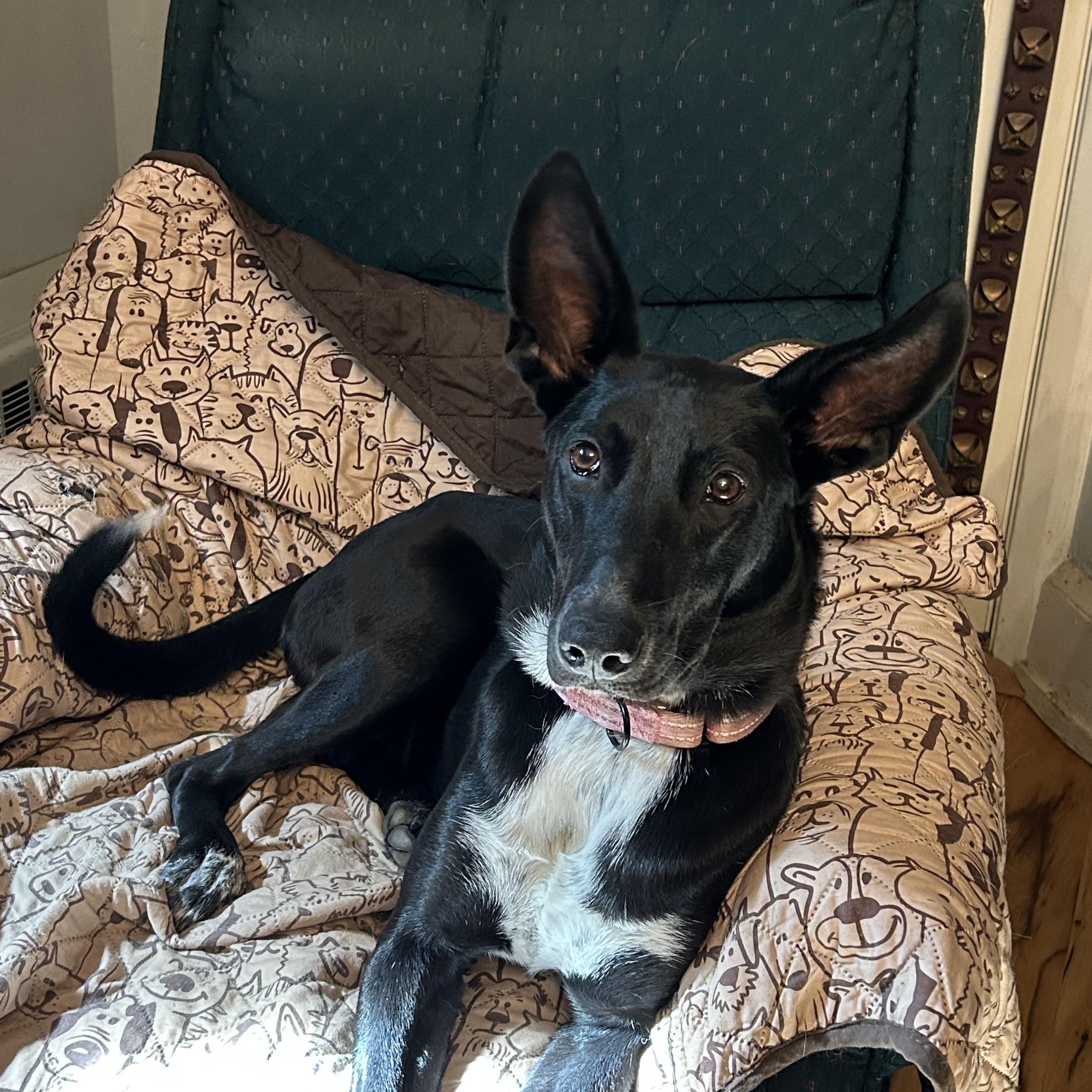 Enlarge Maggie, an adoptable mixed breed in West Grove, PA image 2/6