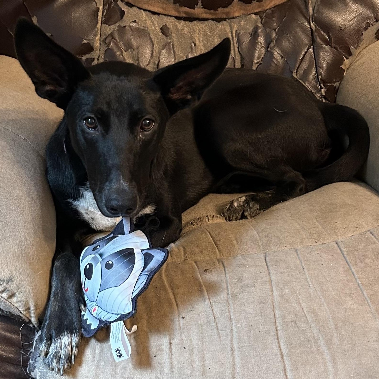 Enlarge Maggie, an adoptable mixed breed in West Grove, PA image 1/6