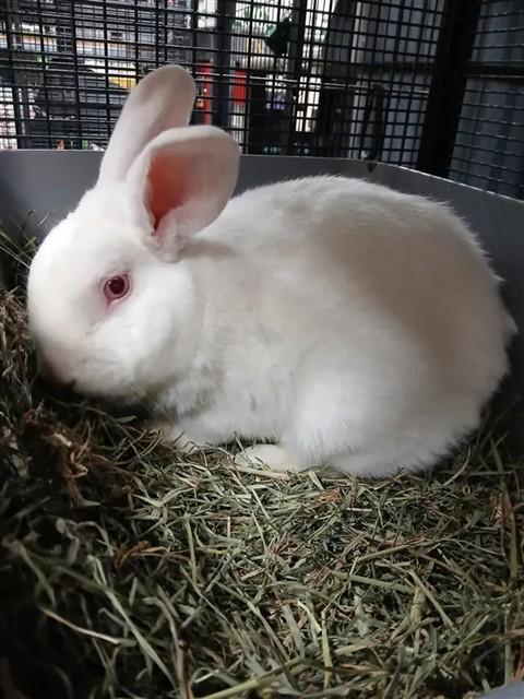 Enlarge COTTON, a Adoptable Bunny Rabbit in Fairbanks, AK image 1/1