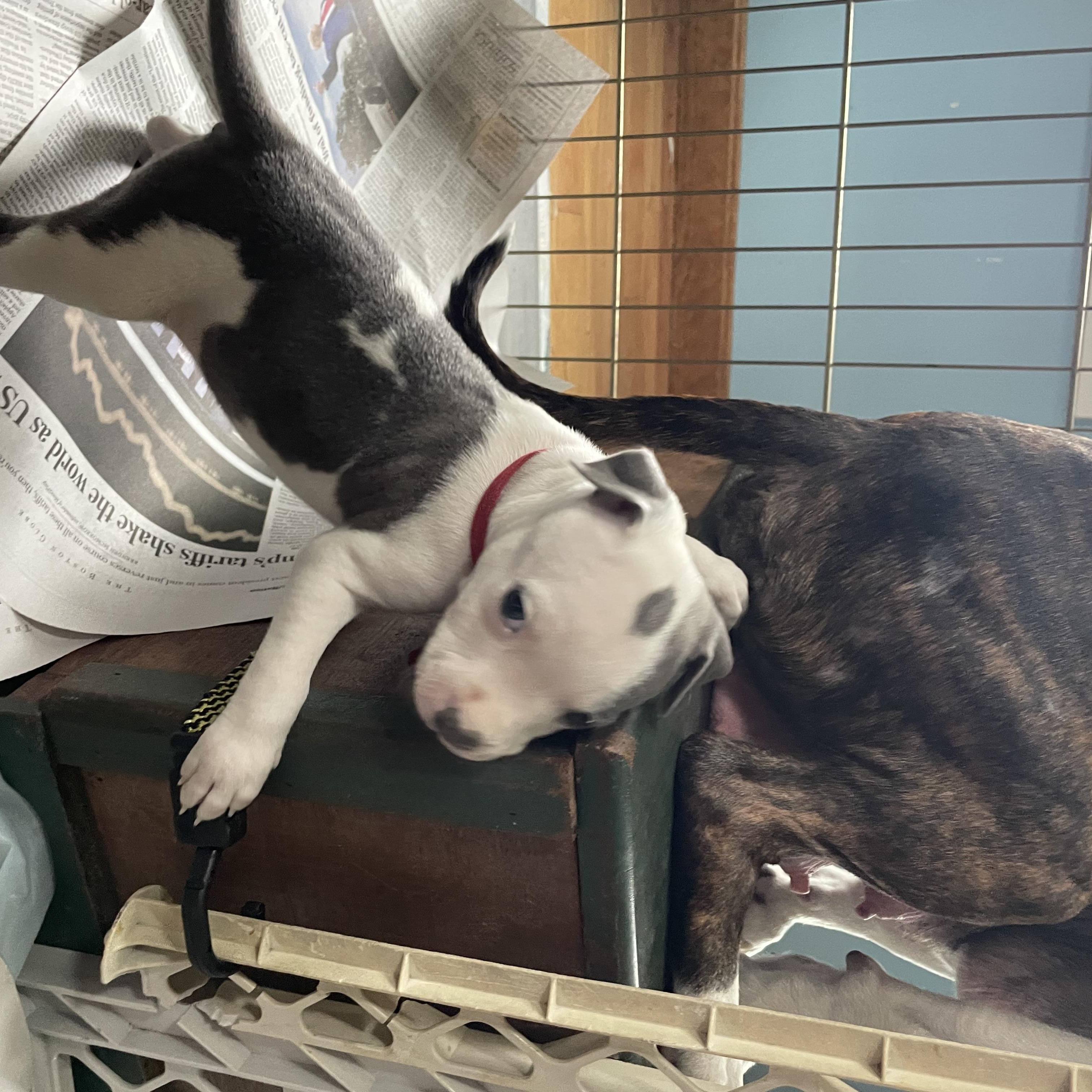 Enlarge Rigatina, a Adopted mixed breed in Kingston, MA image 1/4