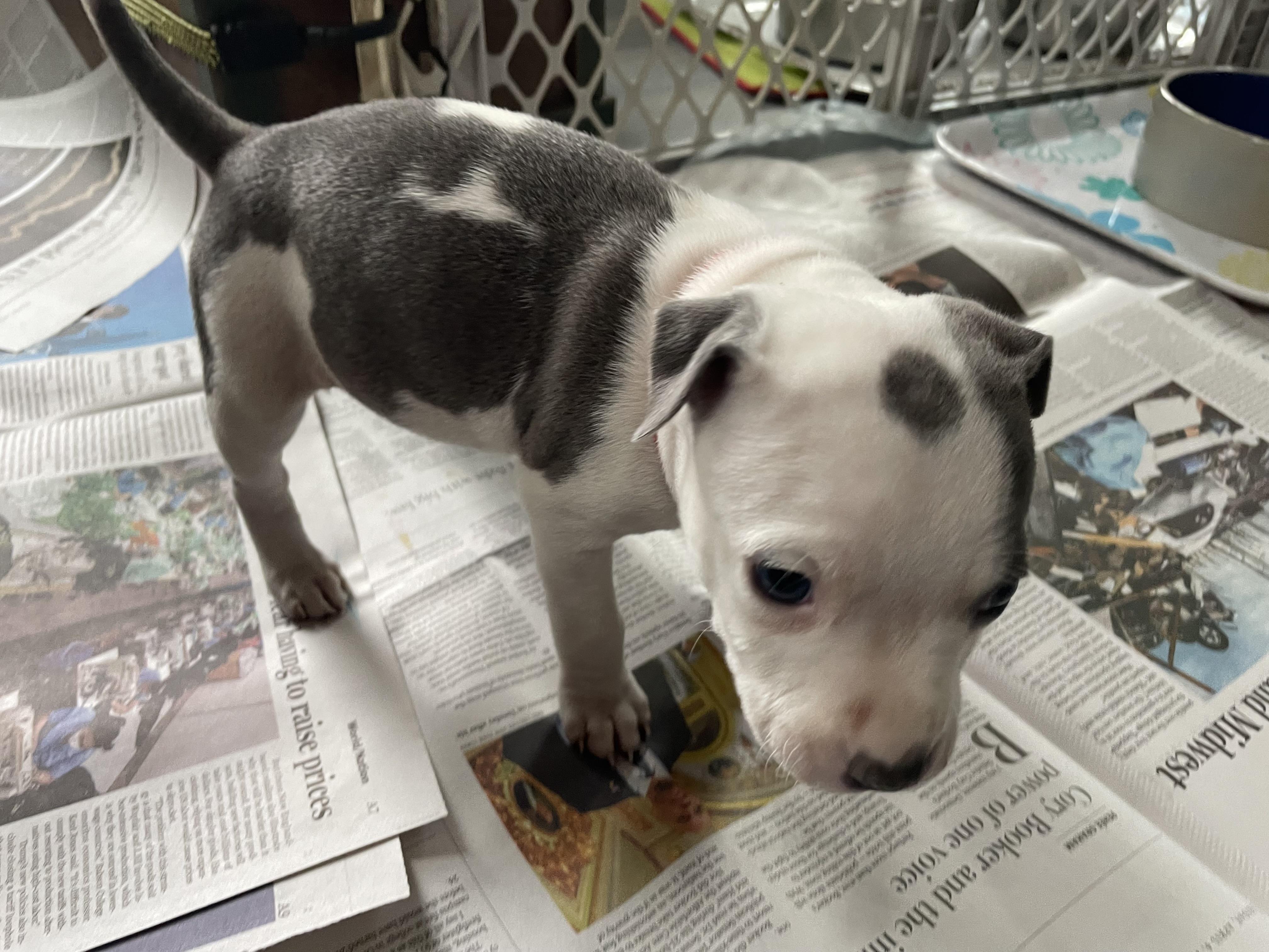 Enlarge Rigatina, a Adopted mixed breed in Kingston, MA image 2/4