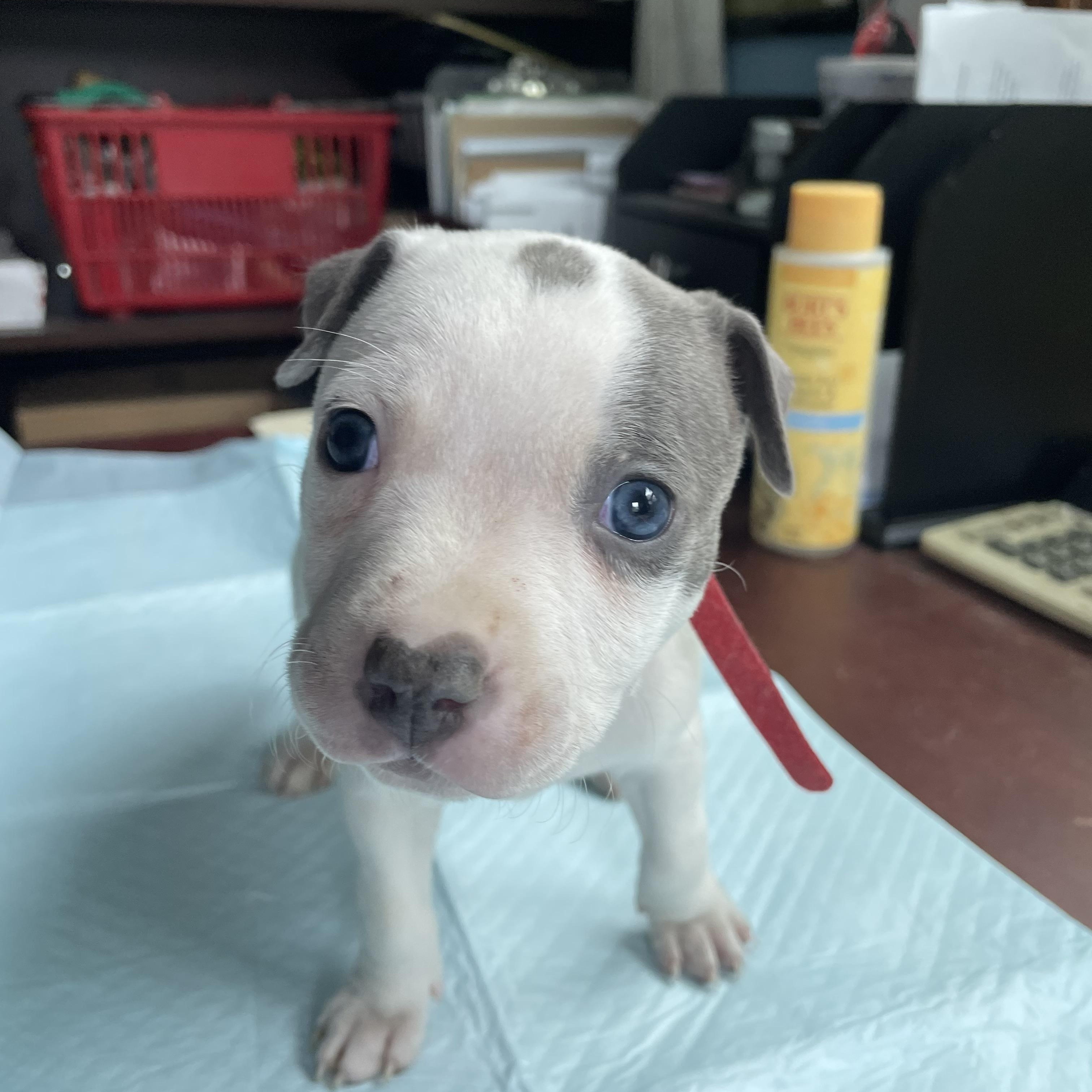 Enlarge Rigatina, a Adopted mixed breed in Kingston, MA image 3/4