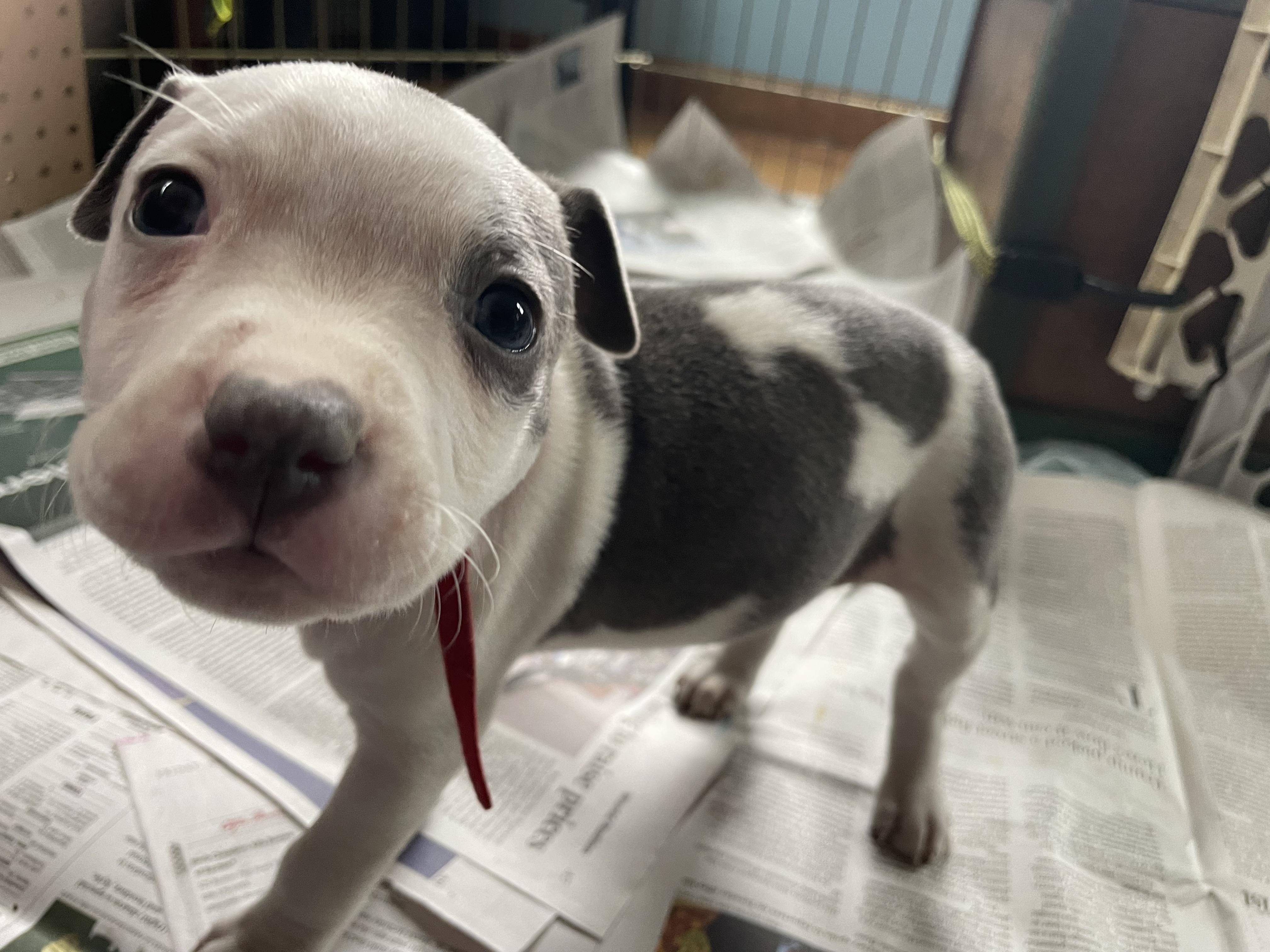 Enlarge Rigatina, a Adopted mixed breed in Kingston, MA image 4/4