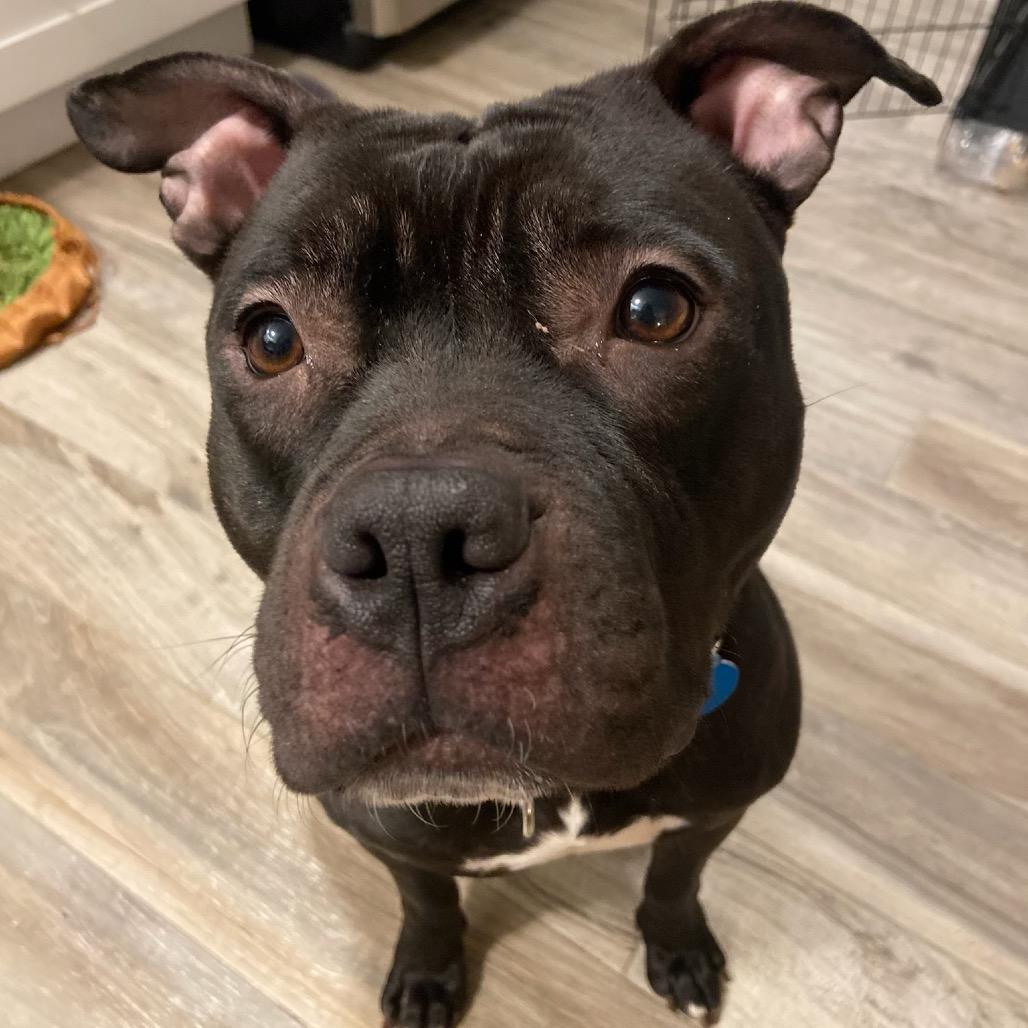 Bernie, Adoptable, Adult Male Pit Bull Terrier.