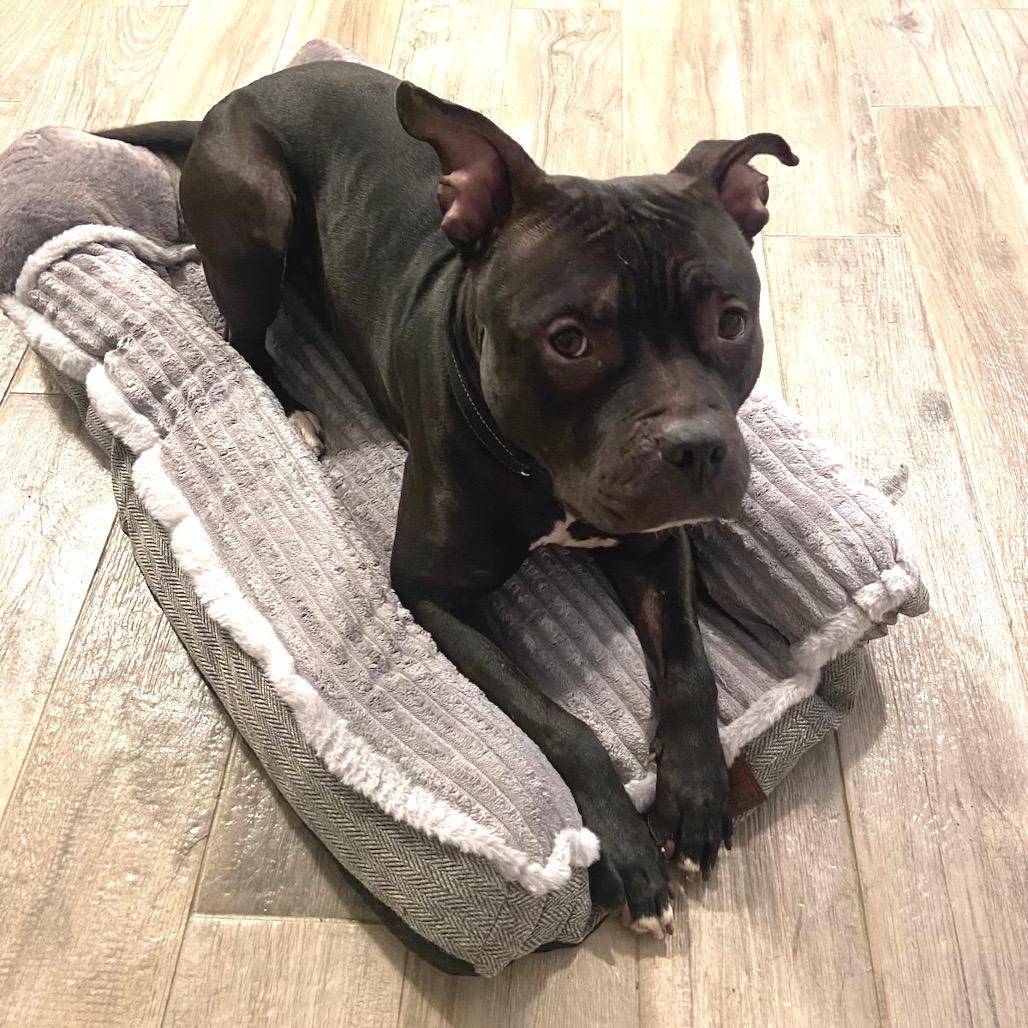 Bernie, Adoptable, Adult Male Pit Bull Terrier.