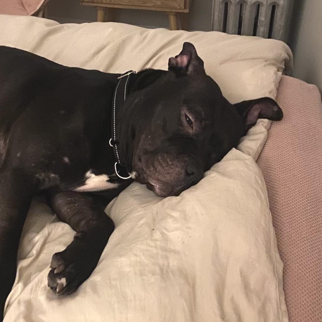 Enlarge Bernie, a Adoptable Pit Bull Terrier in Chicago, IL image 2/4