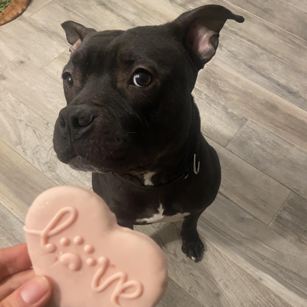 Enlarge Bernie, a Adoptable Pit Bull Terrier in Chicago, IL image 4/4