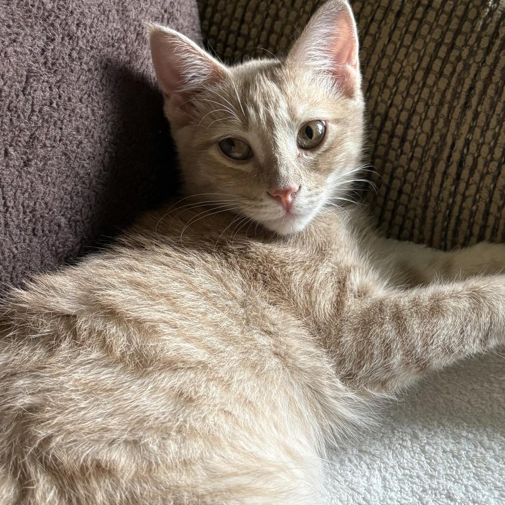 Brian, Adoptable, Kitten Male Domestic Short Hair.