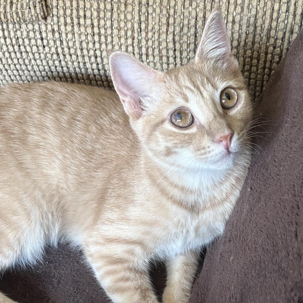 Enlarge Brian, a Adoptable Domestic Short Hair in Leander, TX image 2/4