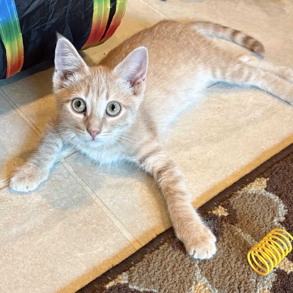Enlarge Brian, a Adoptable Domestic Short Hair in Leander, TX image 3/4