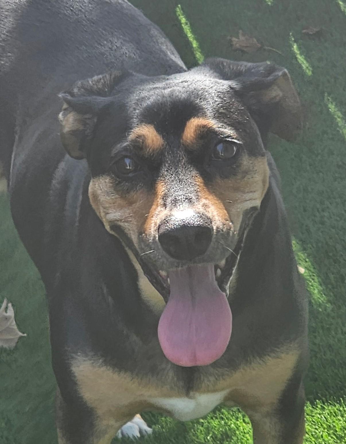 Dolly, Adoptable, Adult Female Hound.