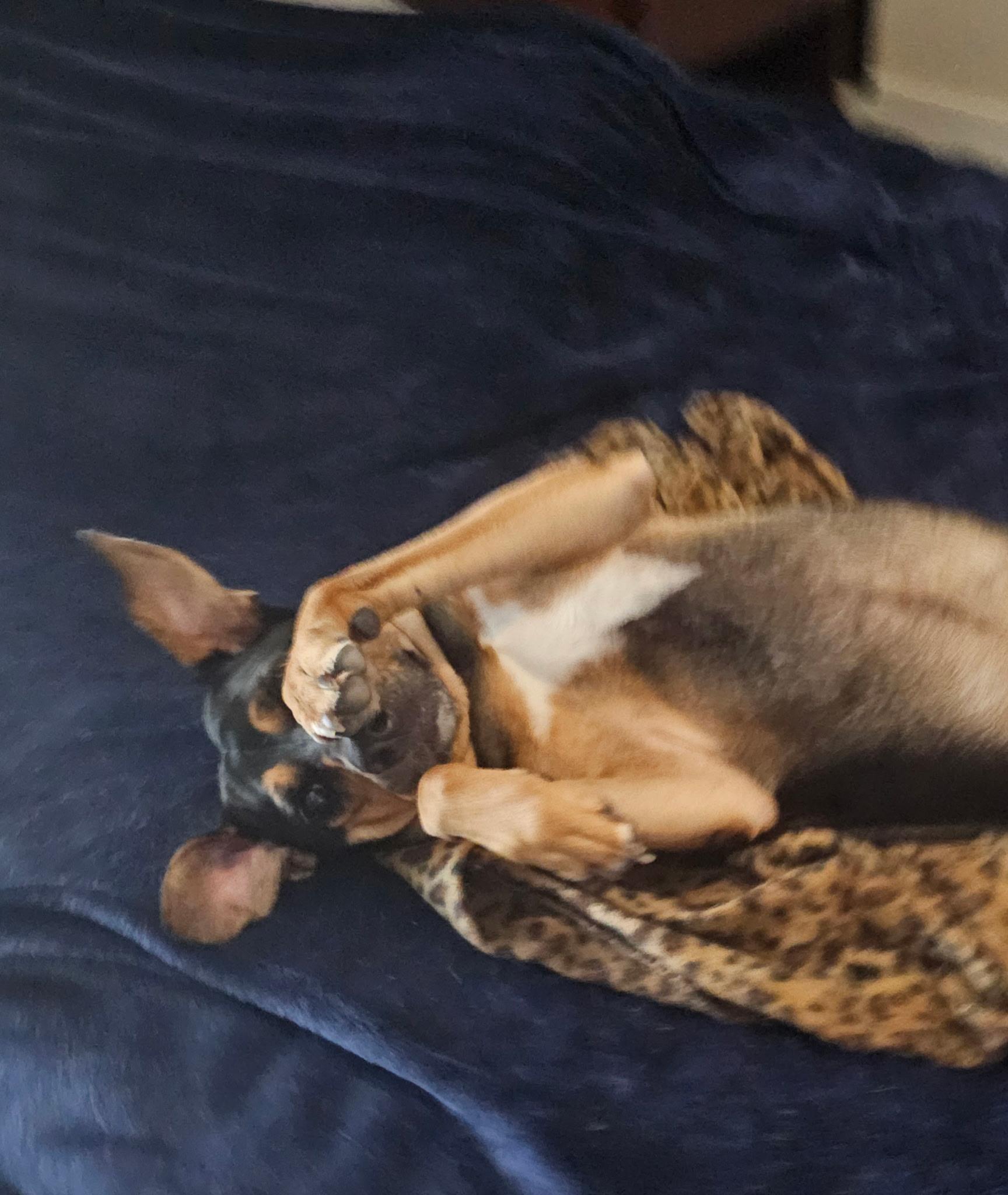 Enlarge Dolly, a Adoptable mixed breed in Wilmington, NC image 3/3