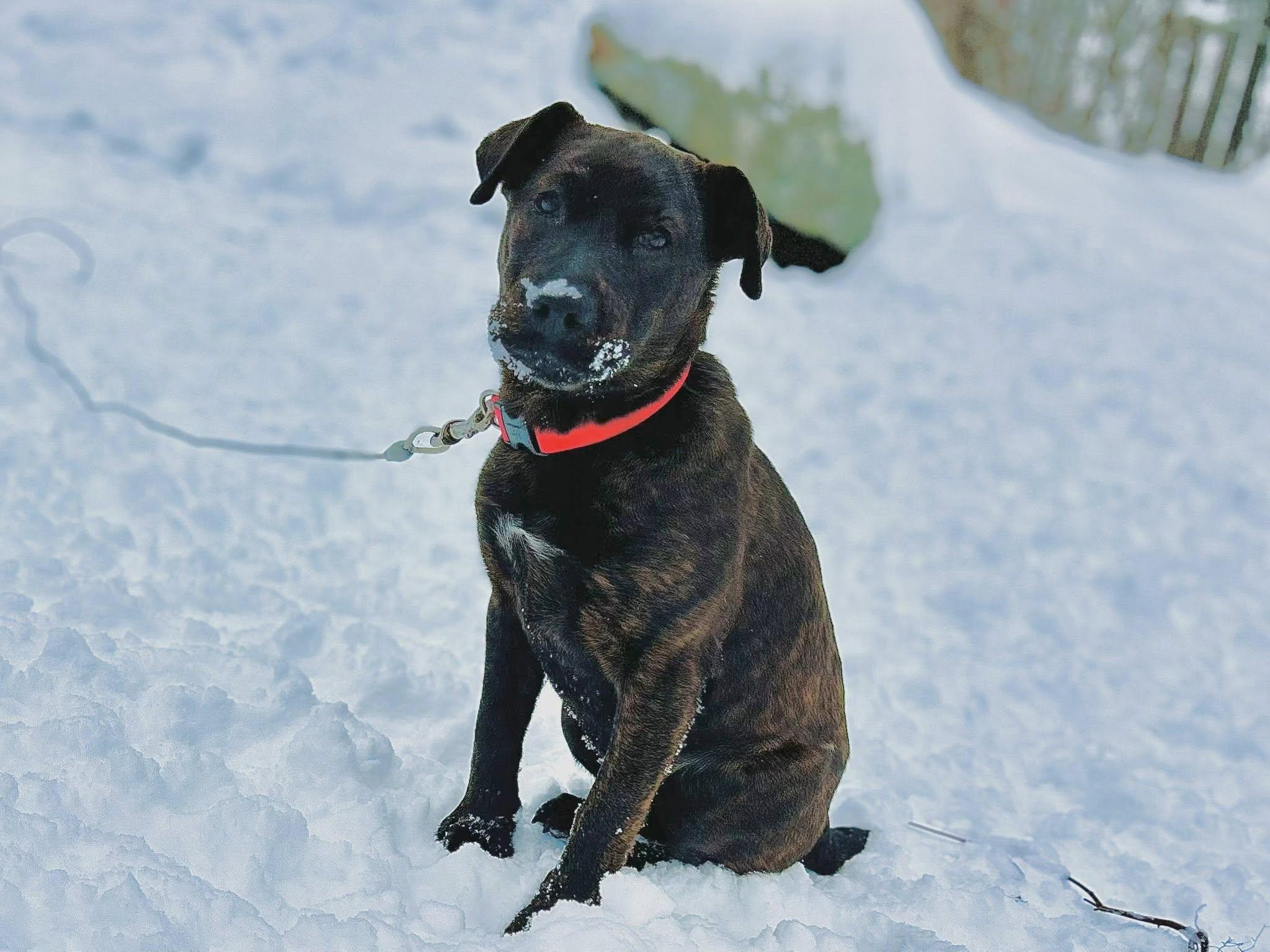 Enlarge Holly, a ADOPTABLE Mixed Breed in Ossining, NY image 1/1