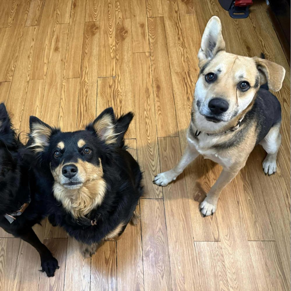 Apollo, Adoptable, Adult Male German Shepherd Dog.