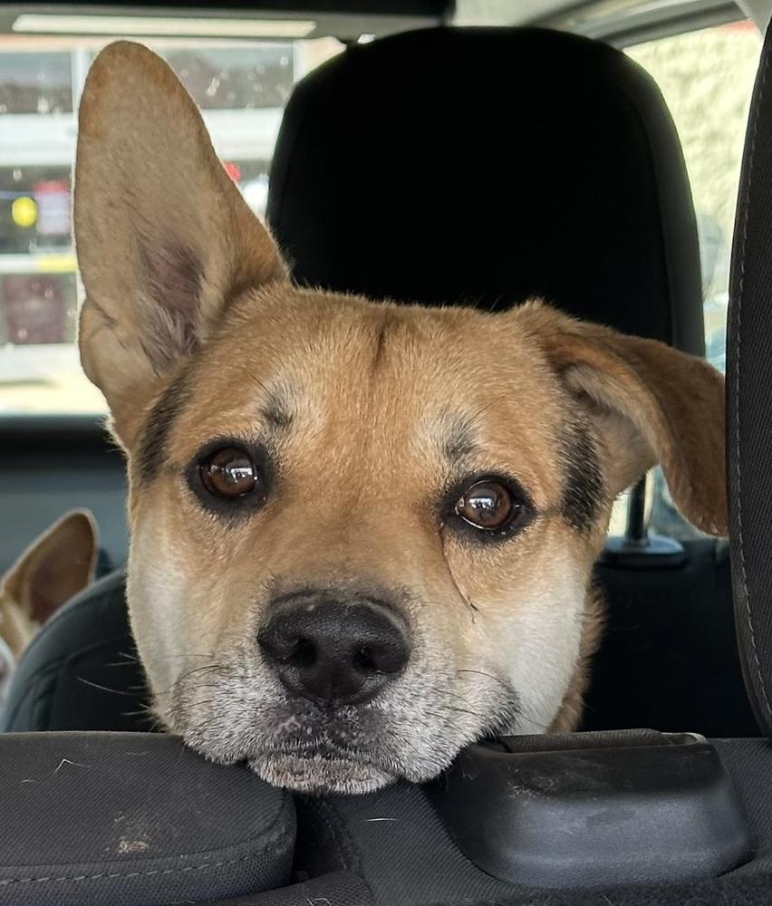 Enlarge Apollo, a Adoptable mixed breed in Clovis, NM image 2/6