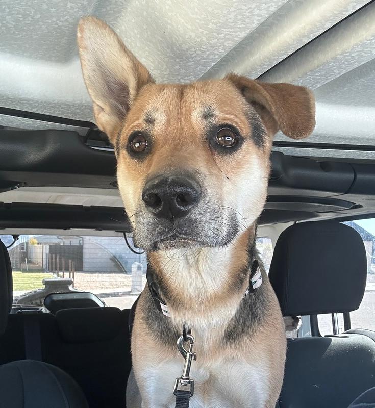 Enlarge Apollo, a Adoptable mixed breed in Clovis, NM image 2/3