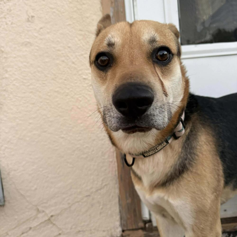 Enlarge Apollo, a Adoptable mixed breed in Clovis, NM image 4/6