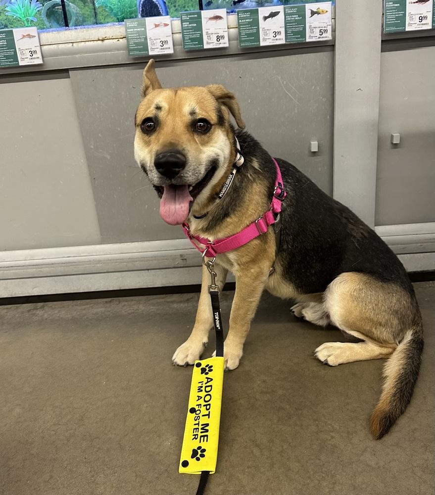 Enlarge Apollo, a Adoptable mixed breed in Clovis, NM image 3/3