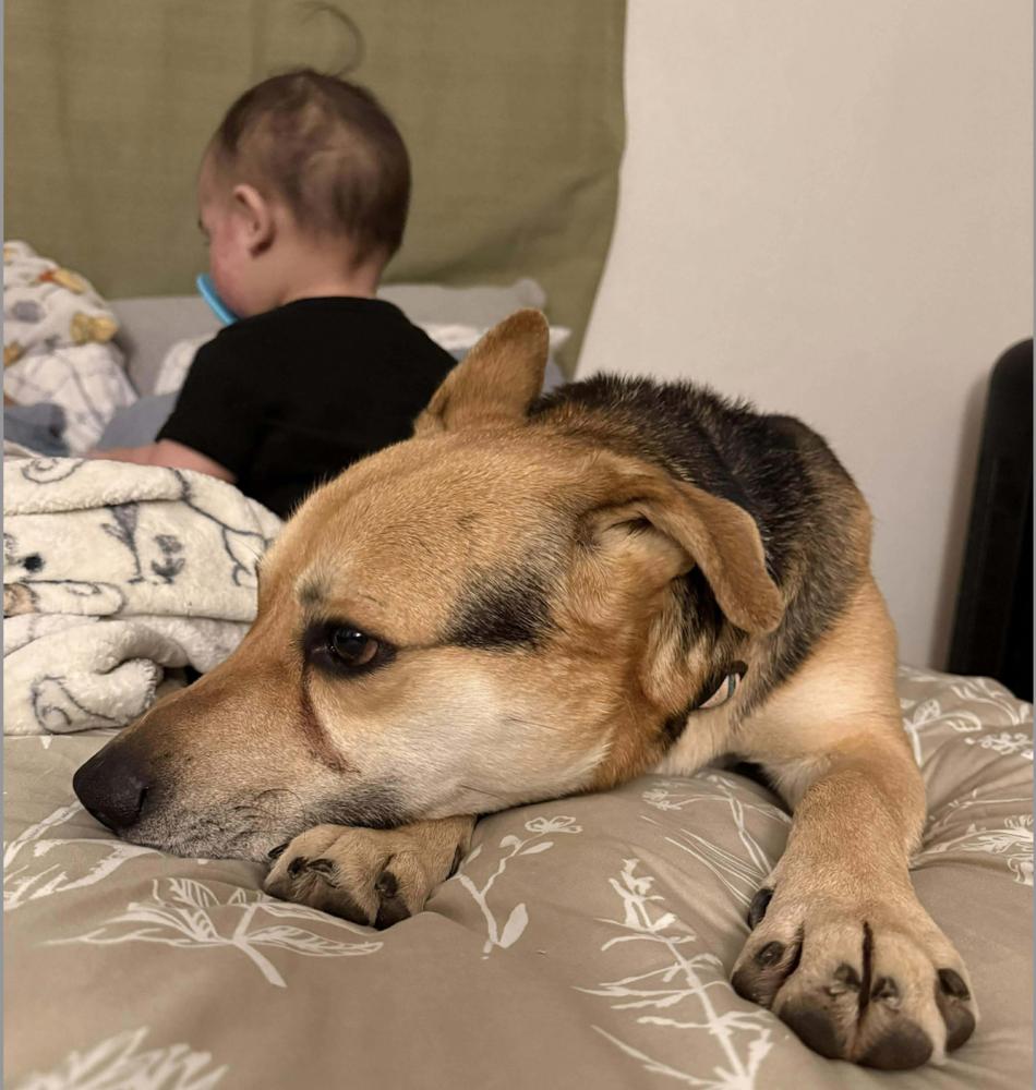 Enlarge Apollo, a Adoptable mixed breed in Clovis, NM image 6/6