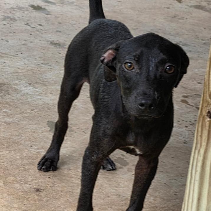 Paul, Adoptable, Puppy Male Terrier.