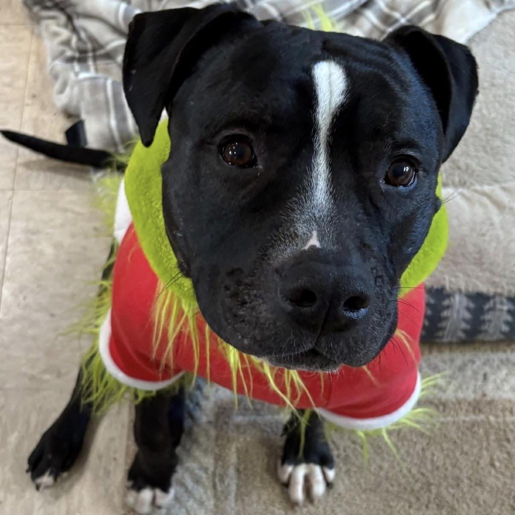 Doc, Adoptable, Adult Male American Staffordshire Terrier.