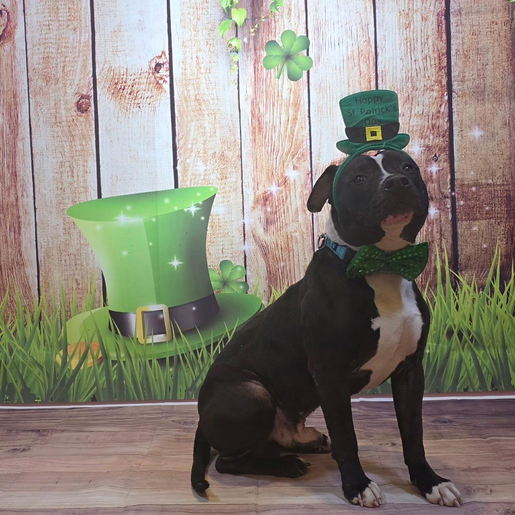 Doc, a Adoptable American Staffordshire Terrier in Easton, PA image 2/6