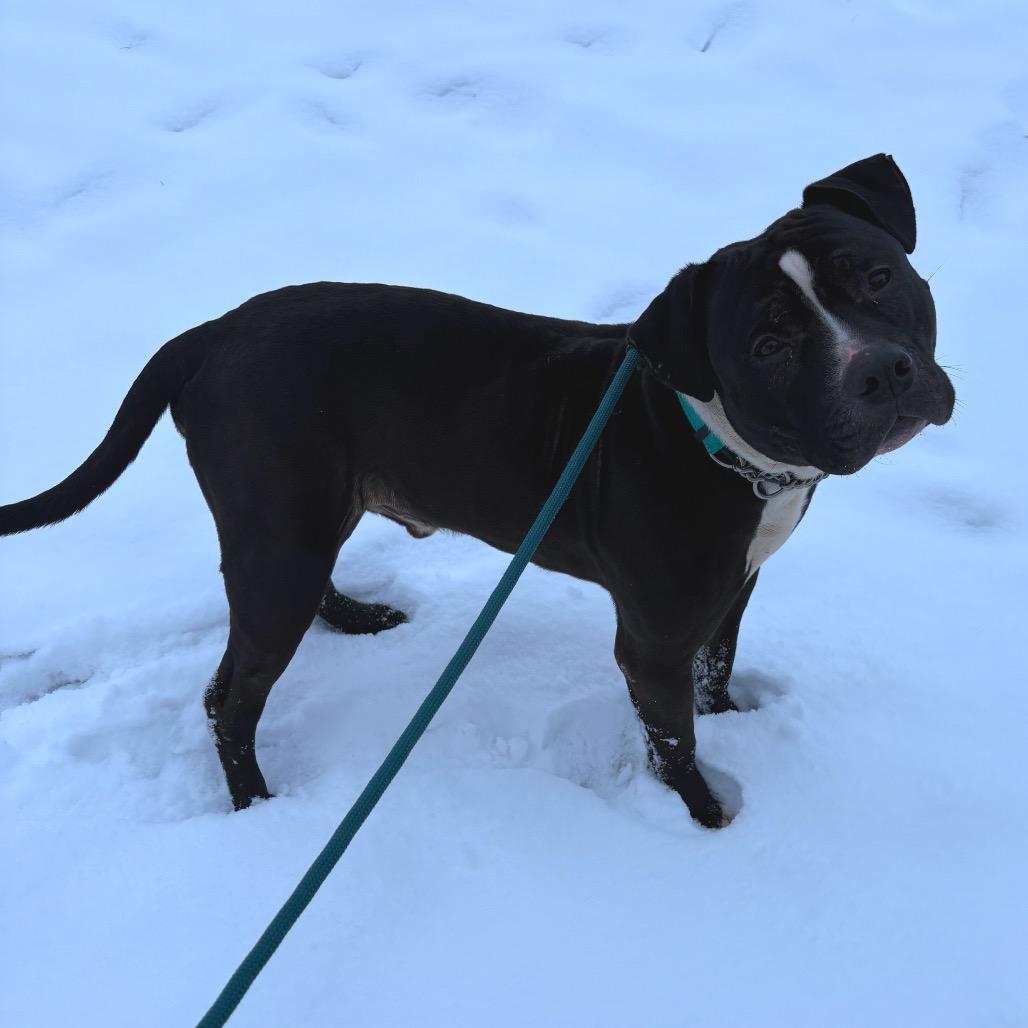 Doc, a Adoptable American Staffordshire Terrier in Easton, PA image 3/6