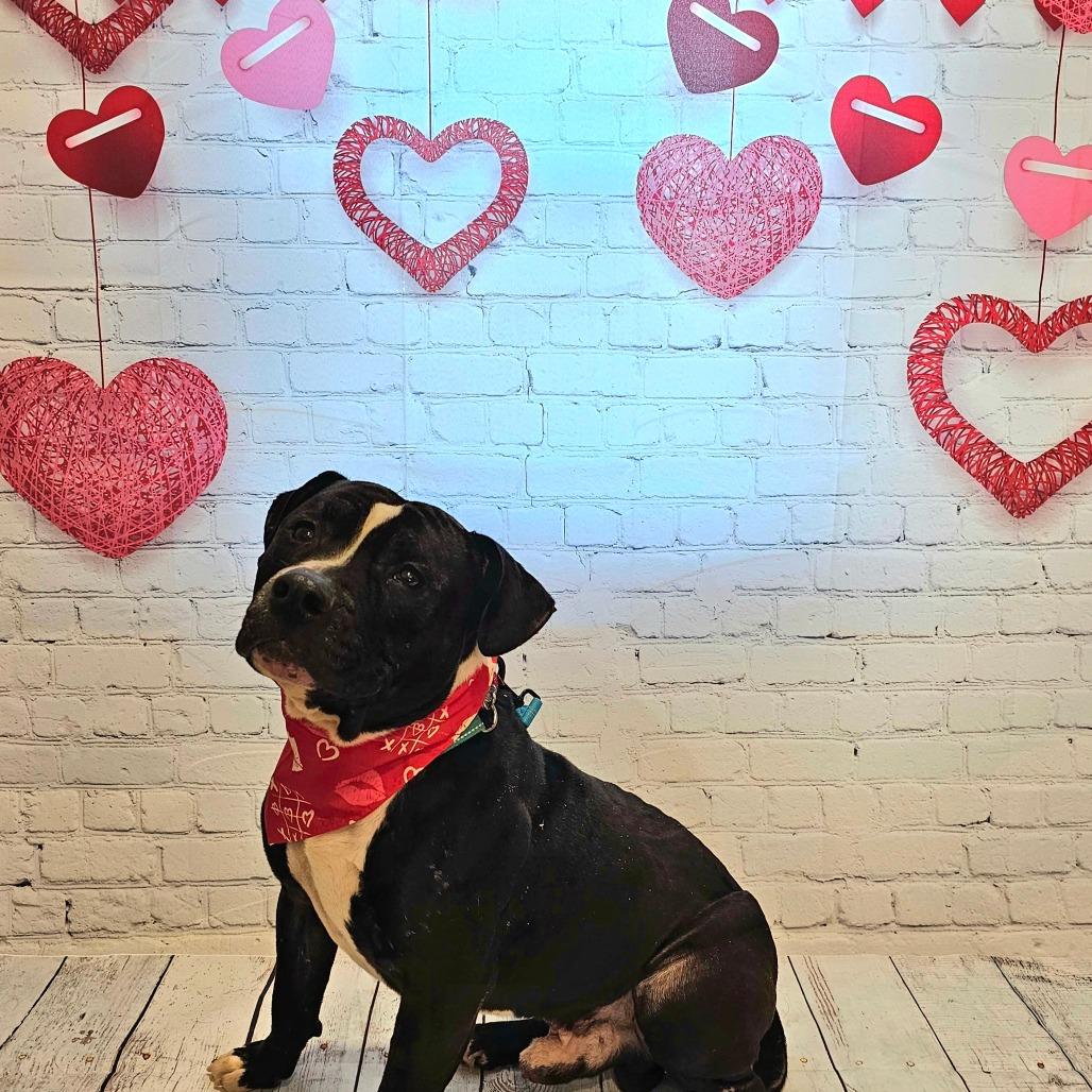 Doc, a Adoptable American Staffordshire Terrier in Easton, PA image 4/6