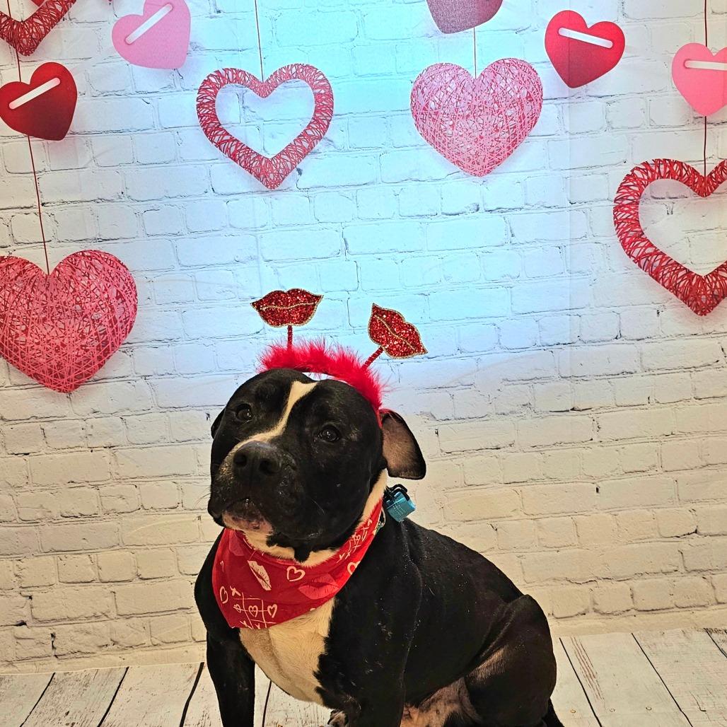 Doc, a Adoptable American Staffordshire Terrier in Easton, PA image 5/6