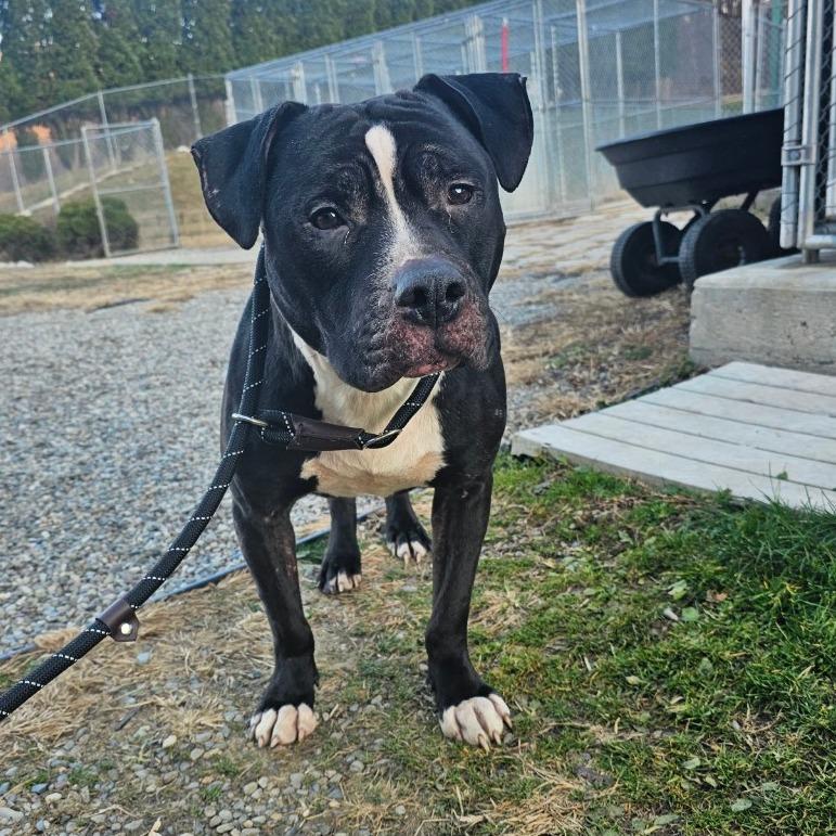 Doc, a Adoptable American Staffordshire Terrier in Easton, PA image 6/6