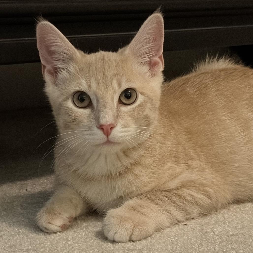 Clyde, Adoptable, Kitten Male Domestic Short Hair.