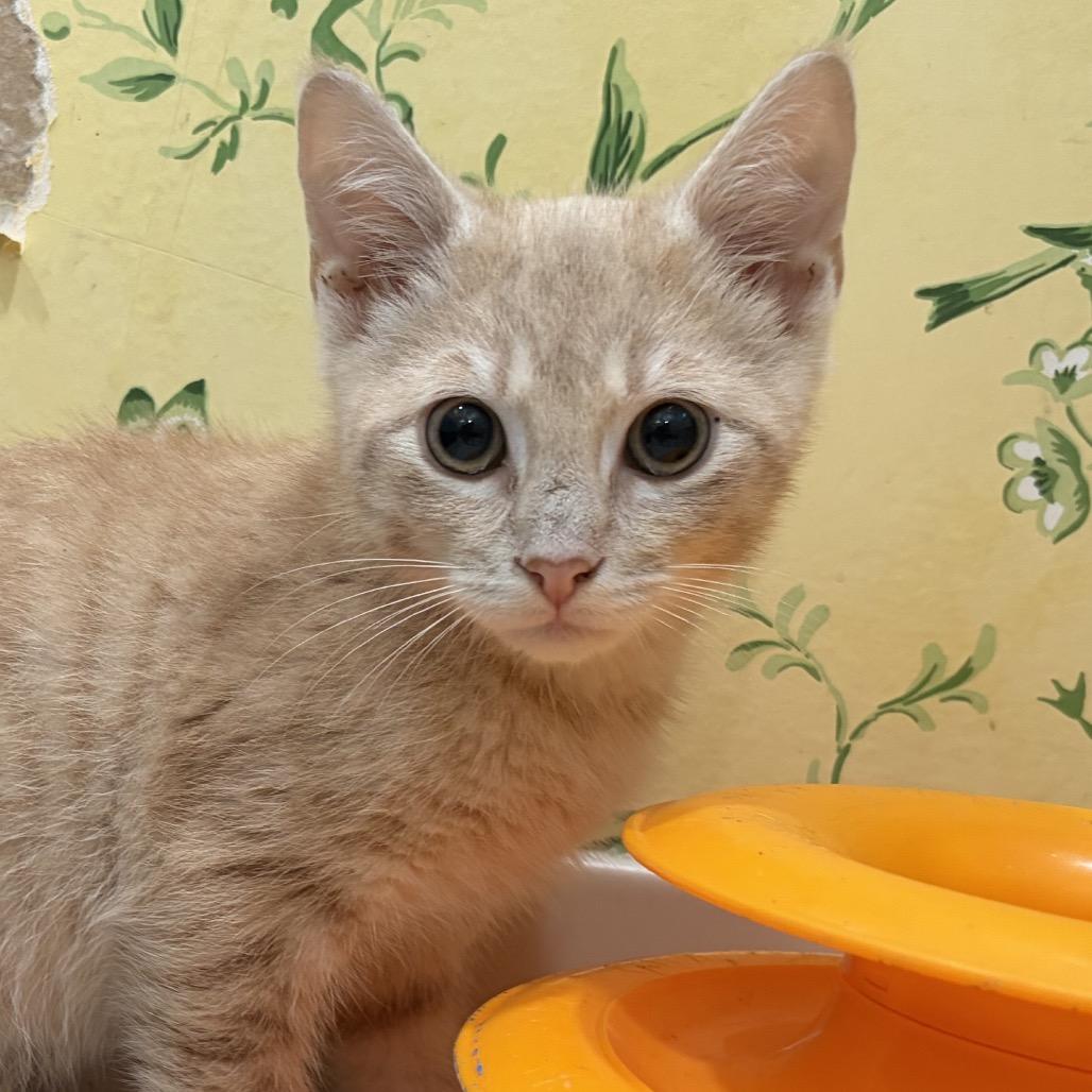 Clyde, a Adoptable Domestic Short Hair in Richmond, VA image 2/6