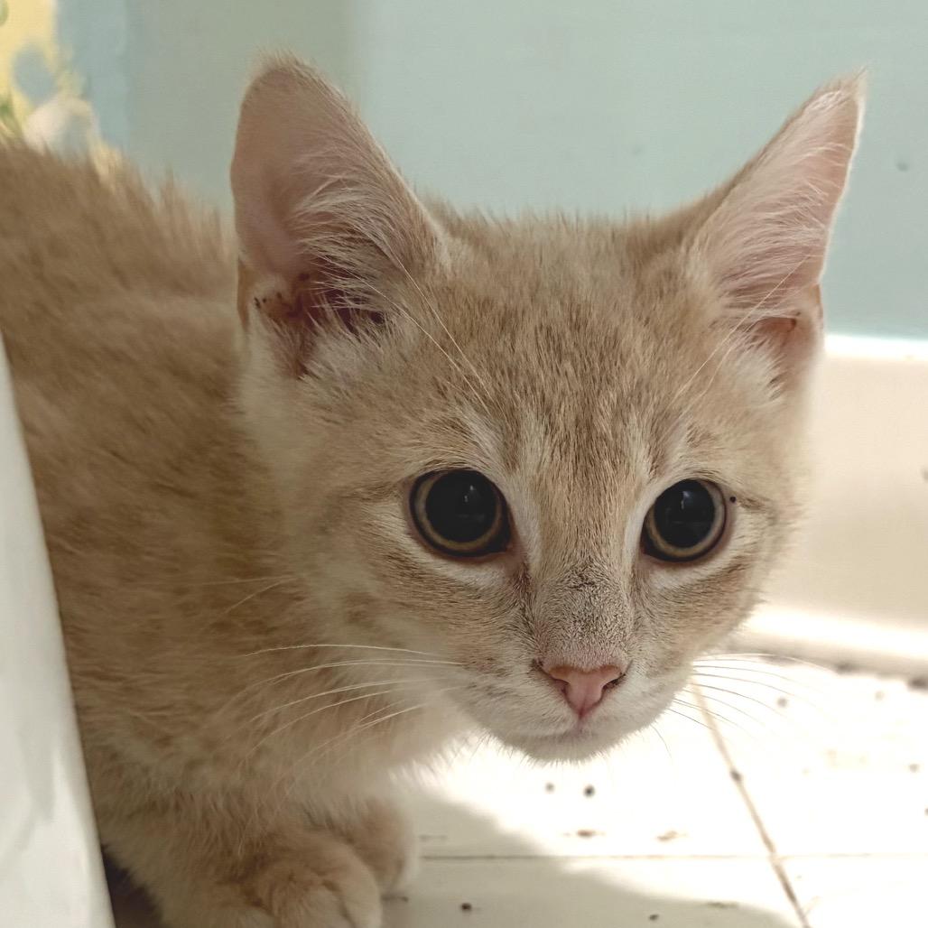 Clyde, a Adoptable Domestic Short Hair in Richmond, VA image 3/6