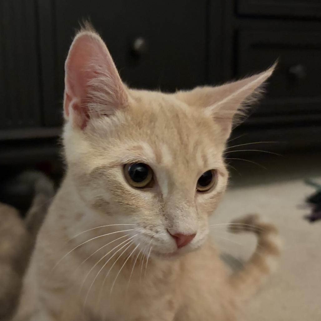 Clyde, a Adoptable Domestic Short Hair in Richmond, VA image 5/6