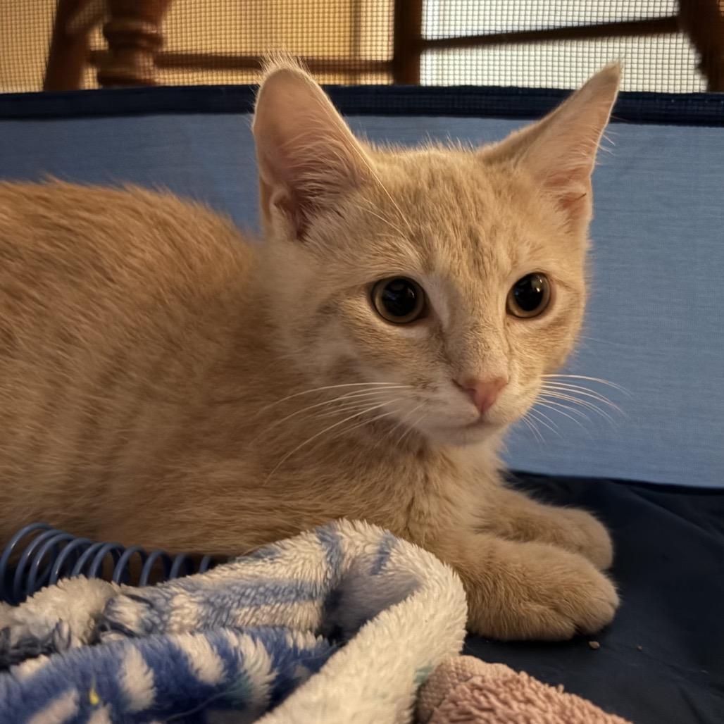 Clyde, a Adoptable Domestic Short Hair in Richmond, VA image 6/6