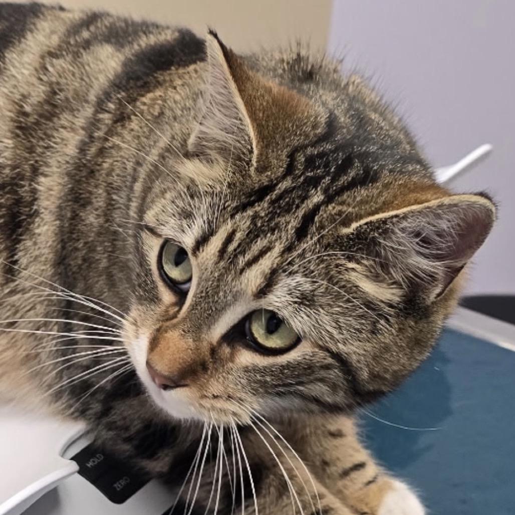Luna, Adoptable, Adult Female Domestic Short Hair.