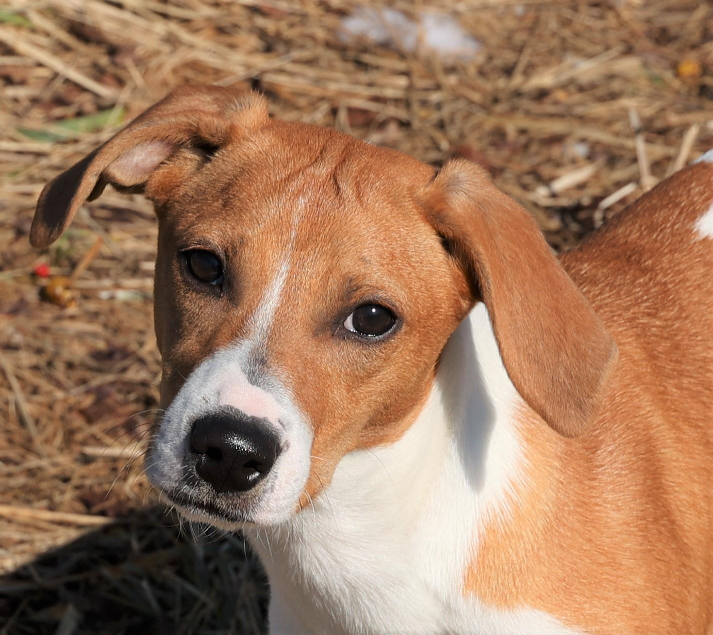 Hadley-Available @Petsmart 3/1! www.lhar.dog to apply! , adoptable, Puppy Female Hound.