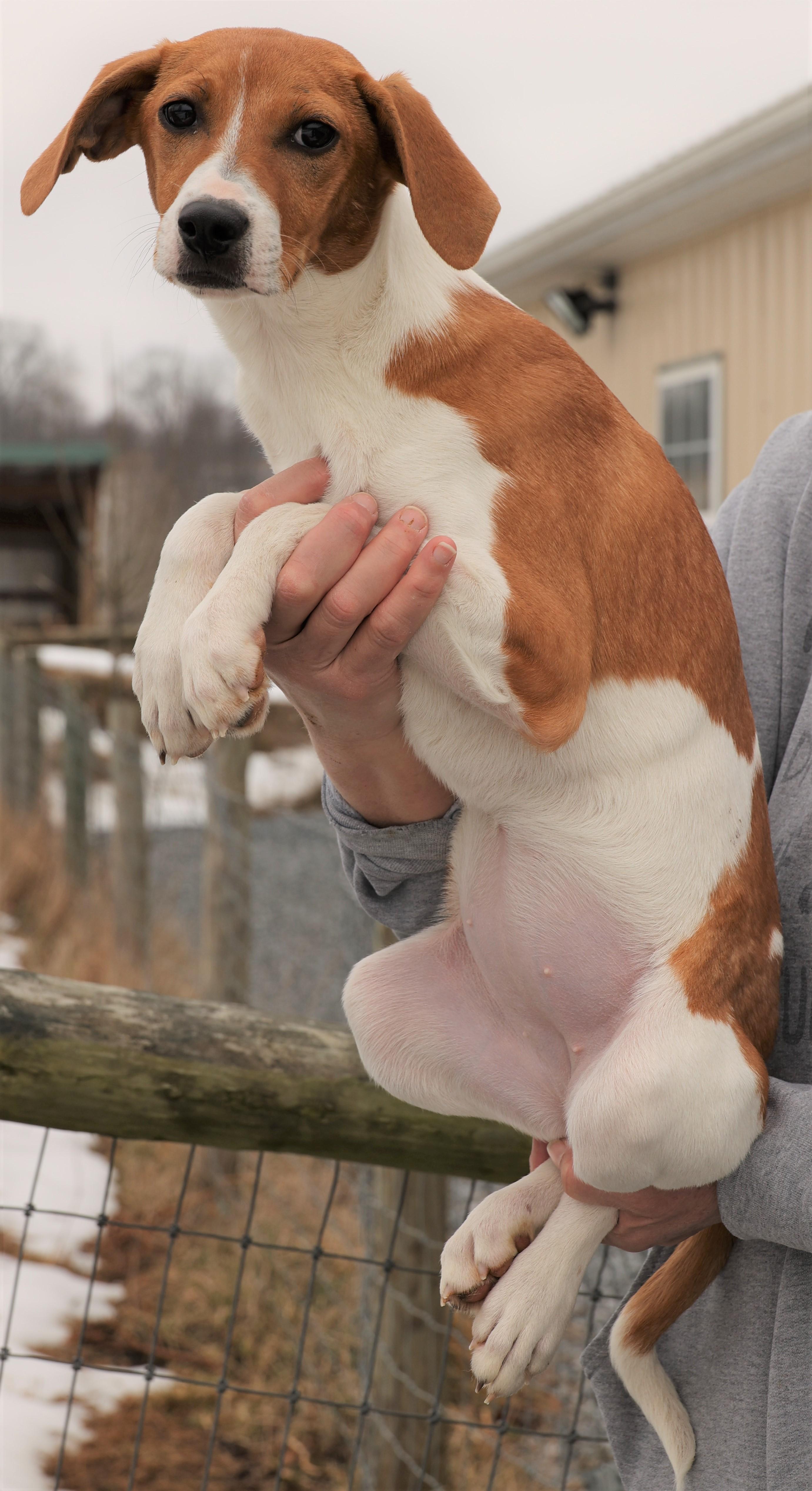 Enlarge Hadley-Available! www.lhar.dog to apply! , an adoptable mixed breed in Frederick, MD image 5/5