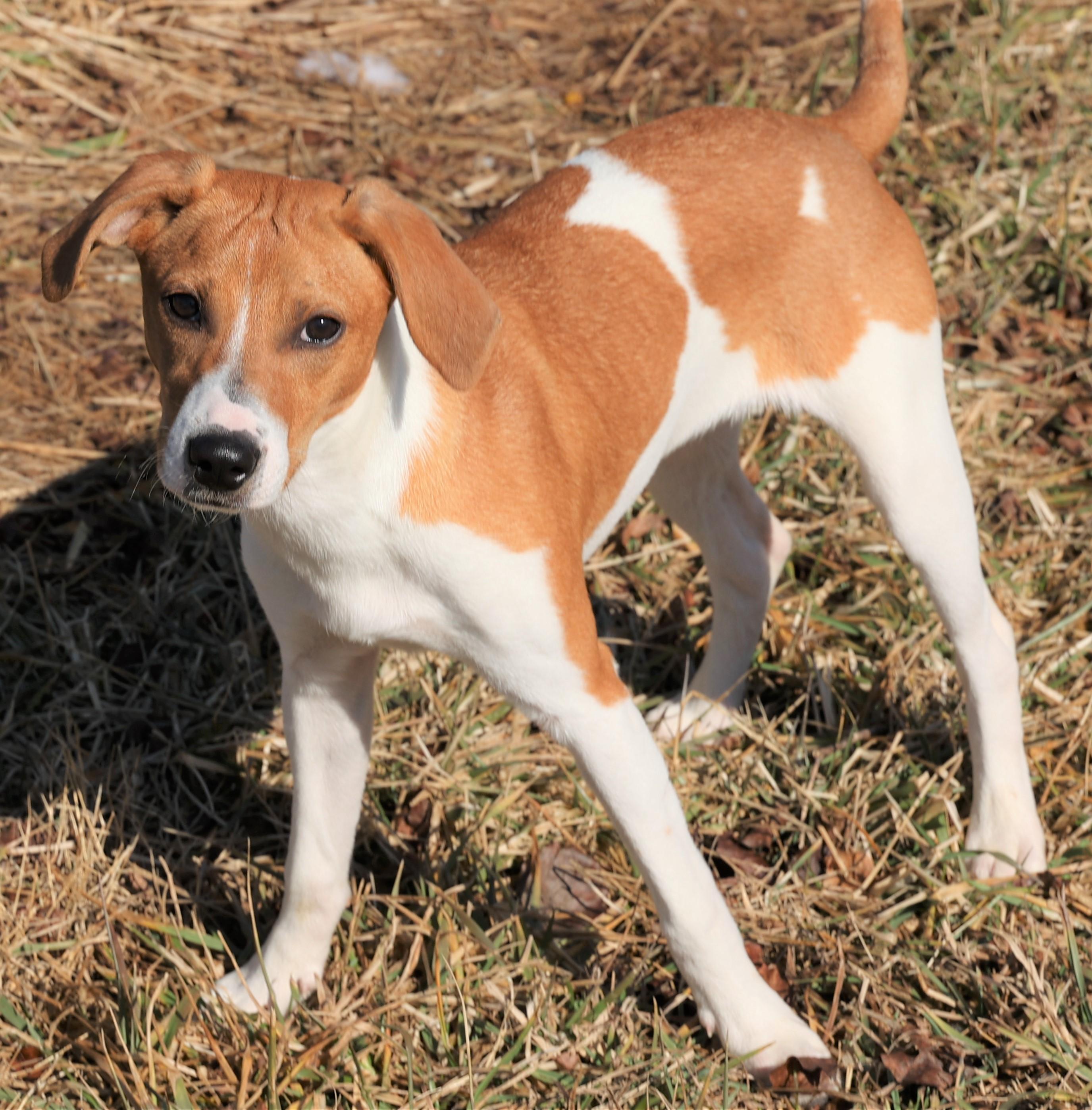 Enlarge Hadley-Available @Petsmart 3/1! www.lhar.dog to apply! , an adoptable mixed breed in Frederick, MD image 2/6