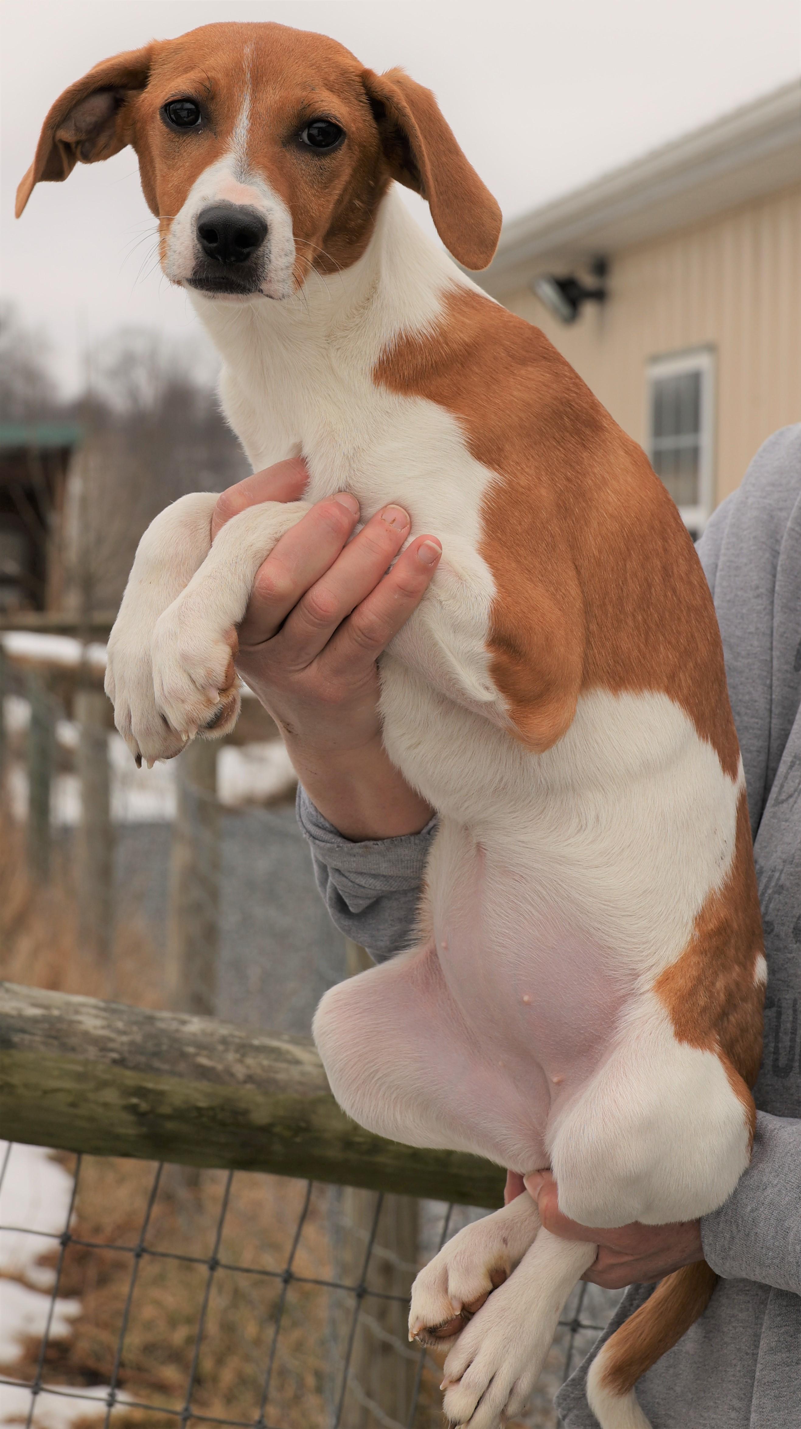 Enlarge Hadley-Available! www.lhar.dog to apply! , an adoptable mixed breed in Frederick, MD image 4/5