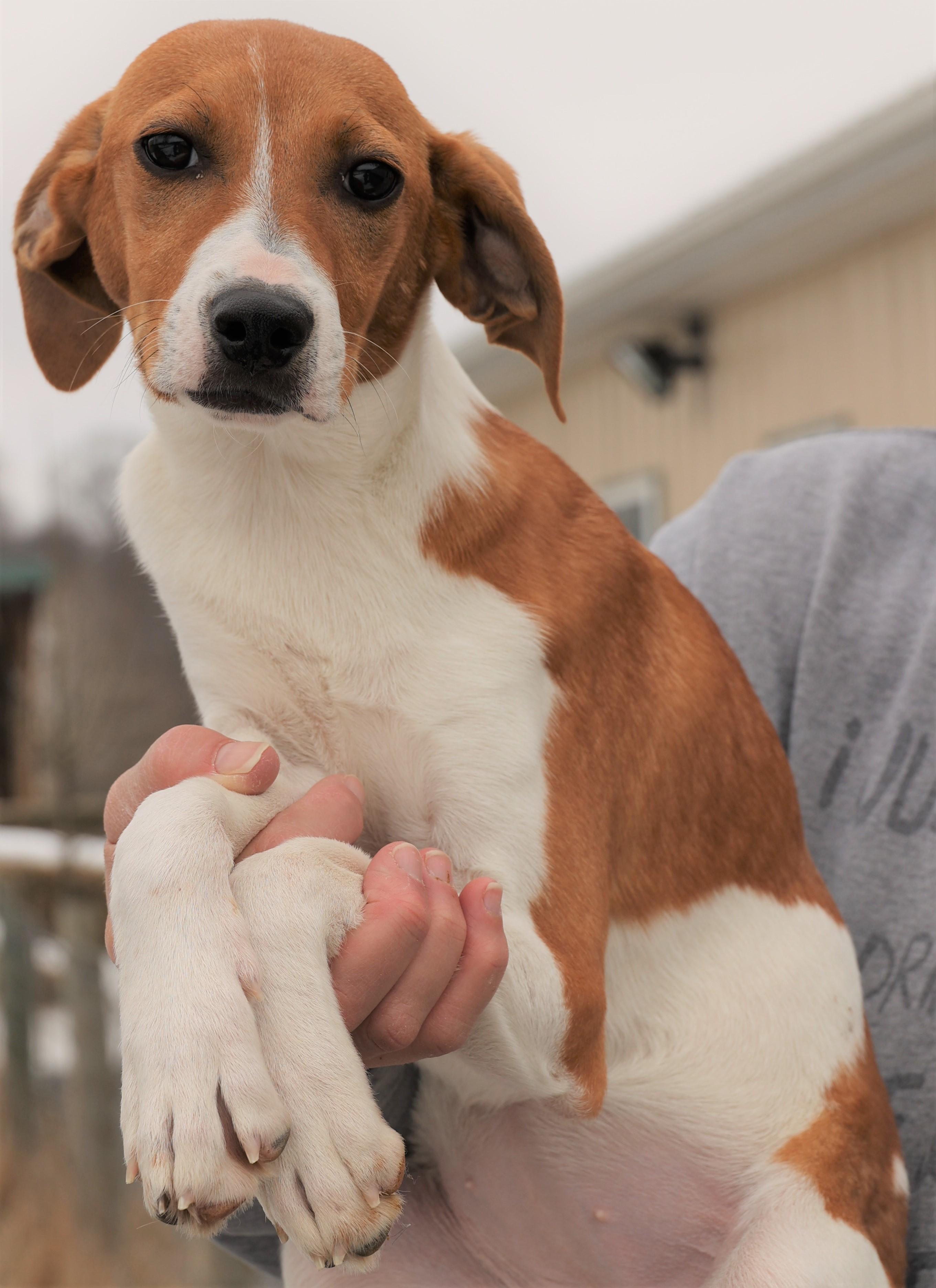 Enlarge Hadley-Available! www.lhar.dog to apply! , an adoptable mixed breed in Frederick, MD image 3/5