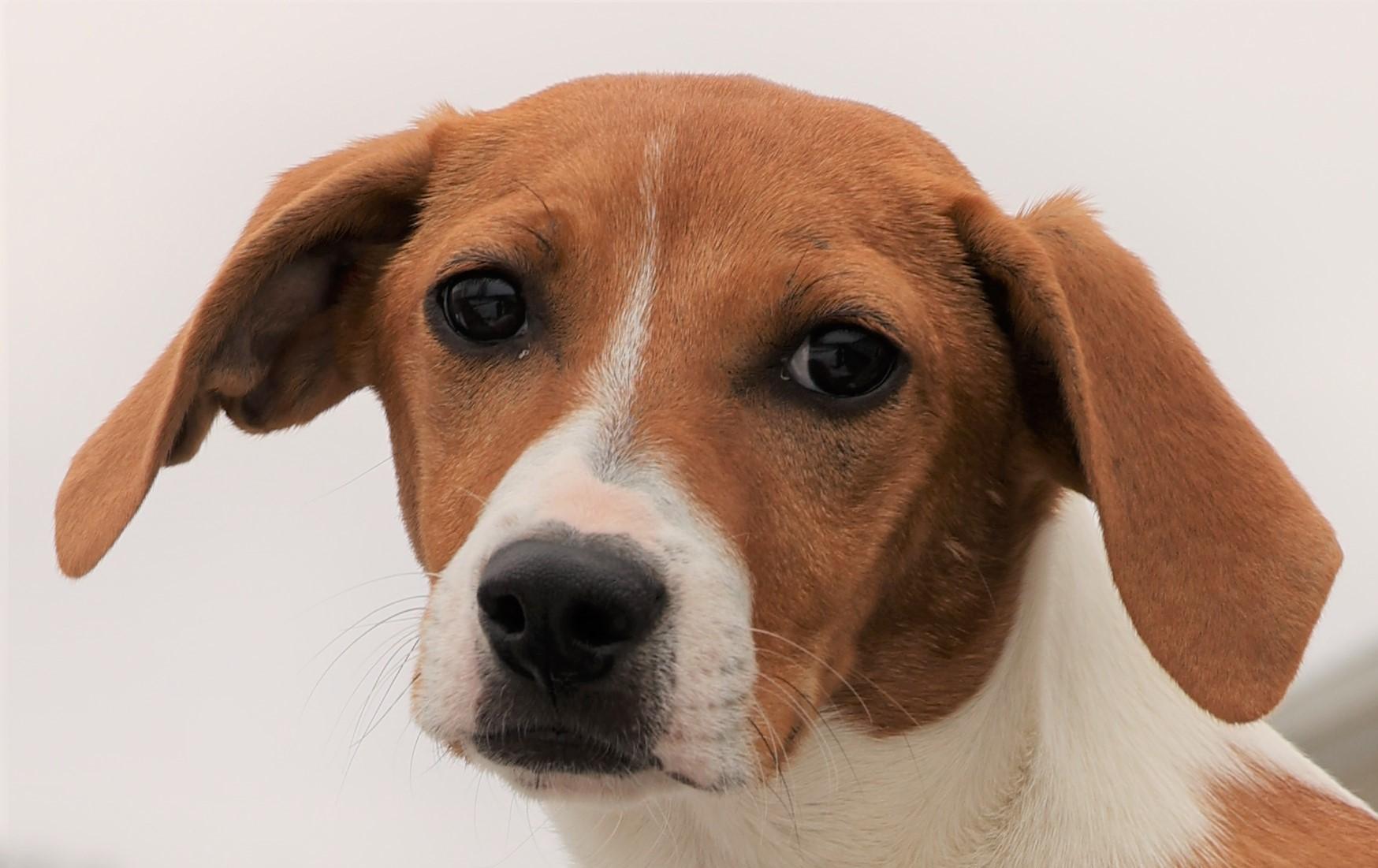 Enlarge Hadley-Available! www.lhar.dog to apply! , an adoptable mixed breed in Frederick, MD image 1/5