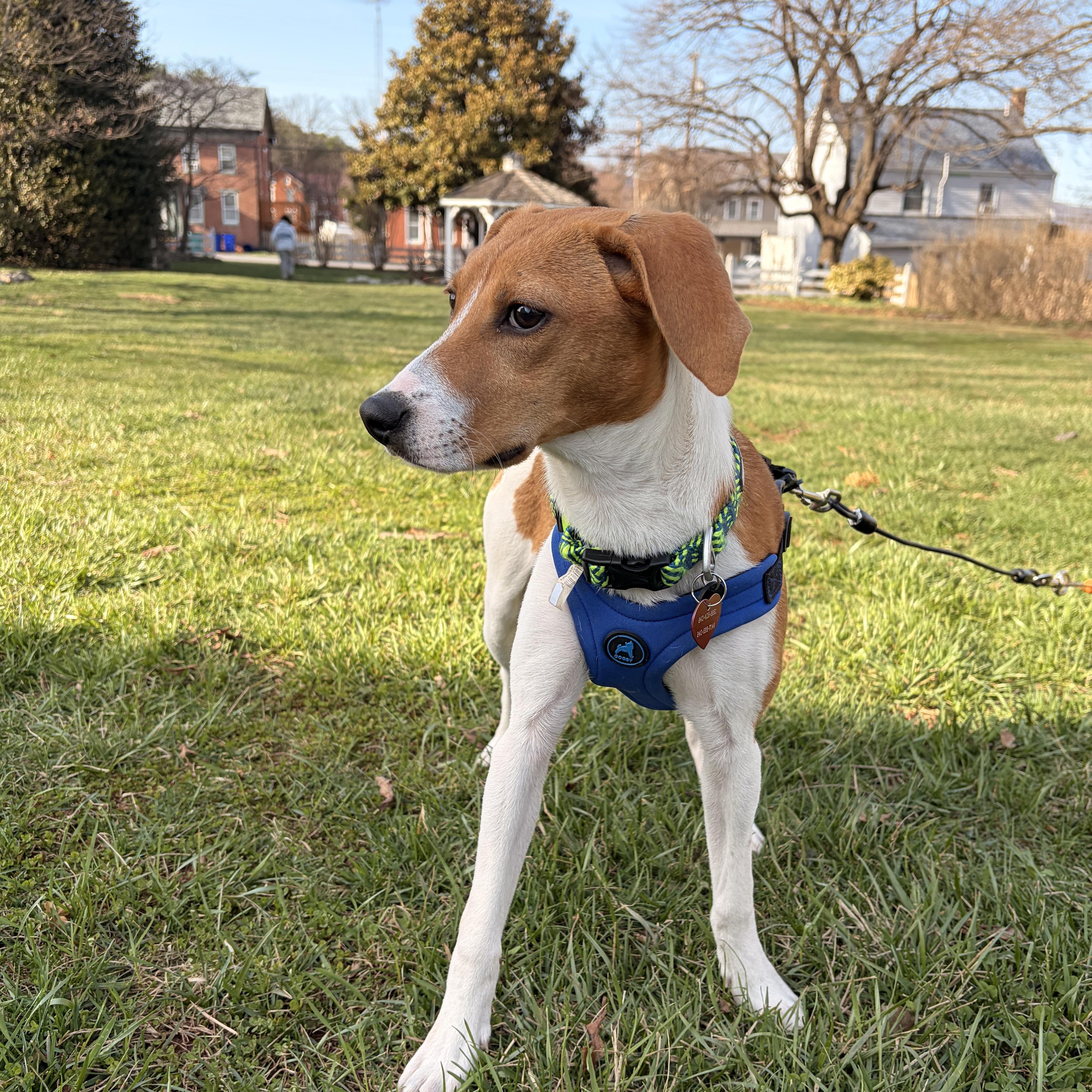 Enlarge Hadley-Available! www.lhar.dog to apply! , an adoptable mixed breed in Frederick, MD image 2/6