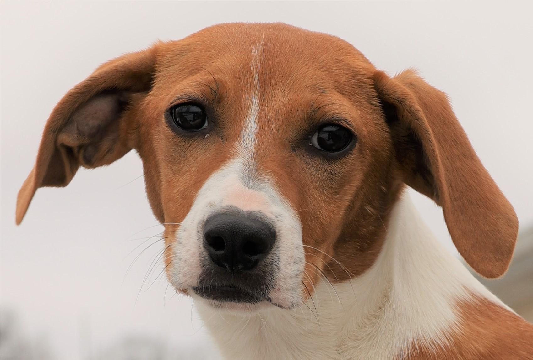 Enlarge Hadley-Available! www.lhar.dog to apply! , an adoptable mixed breed in Frederick, MD image 2/5