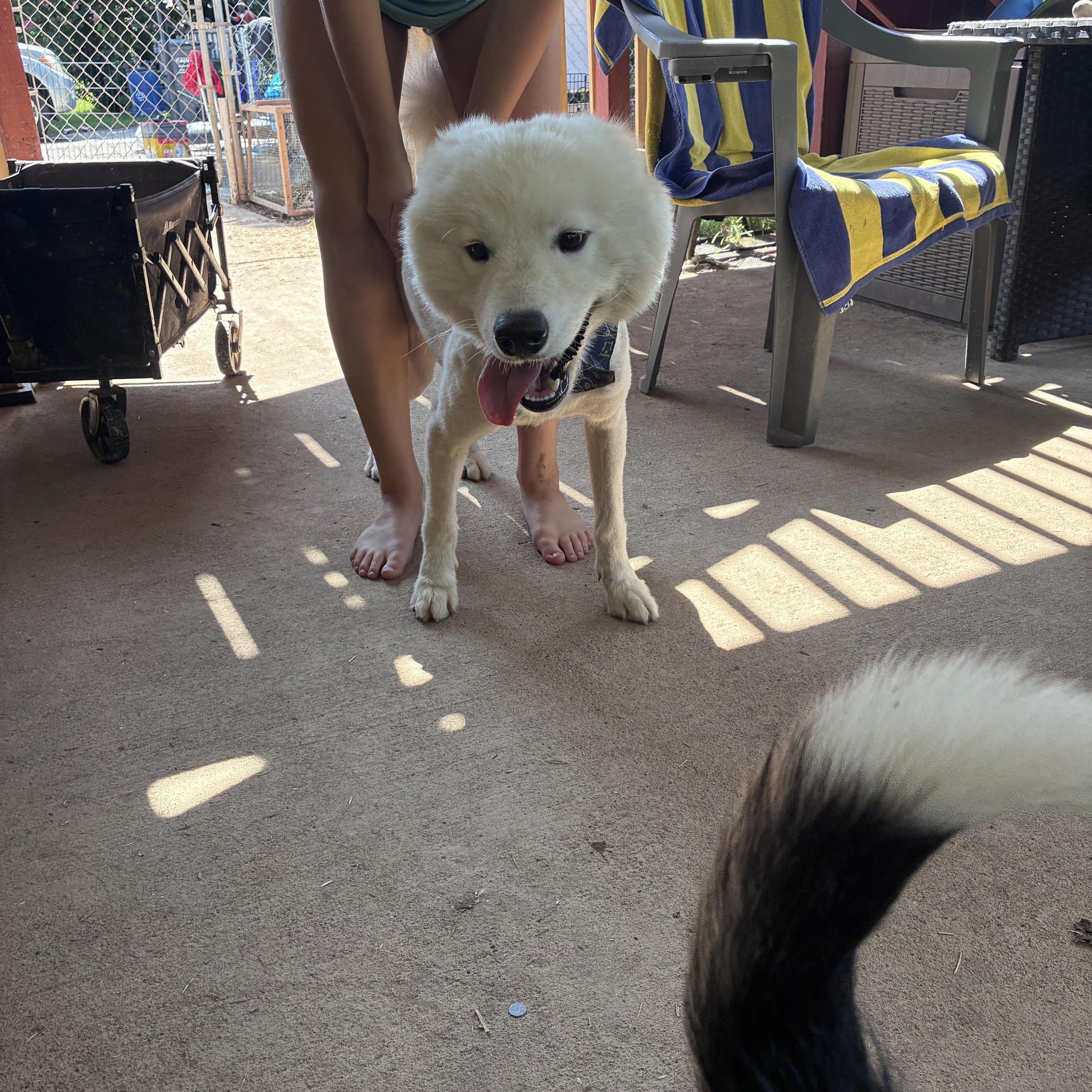 Kai, a ADOPTABLE Samoyed in Lincoln University, PA image 3/6