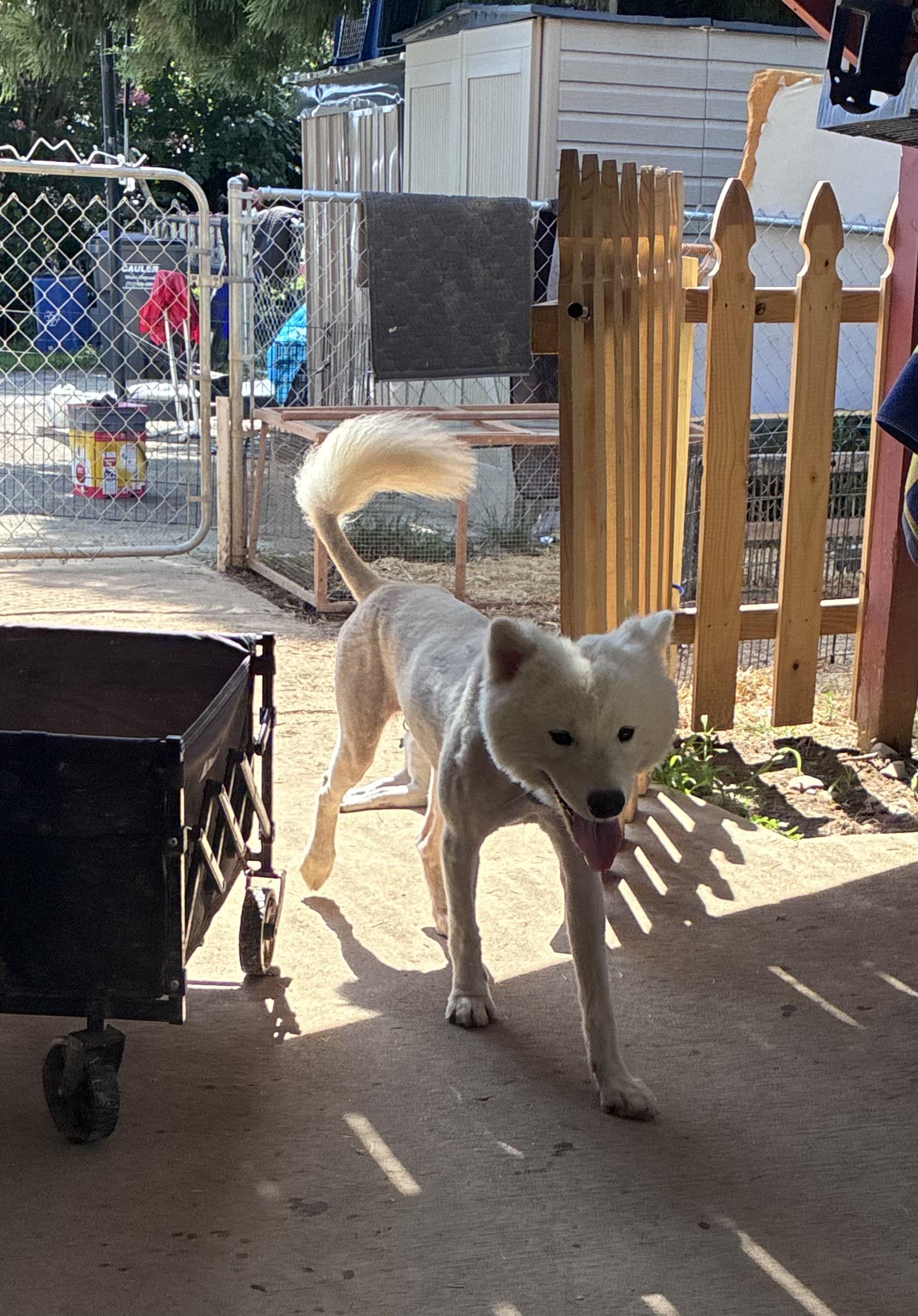 Kai, a ADOPTABLE Samoyed in Lincoln University, PA image 5/6