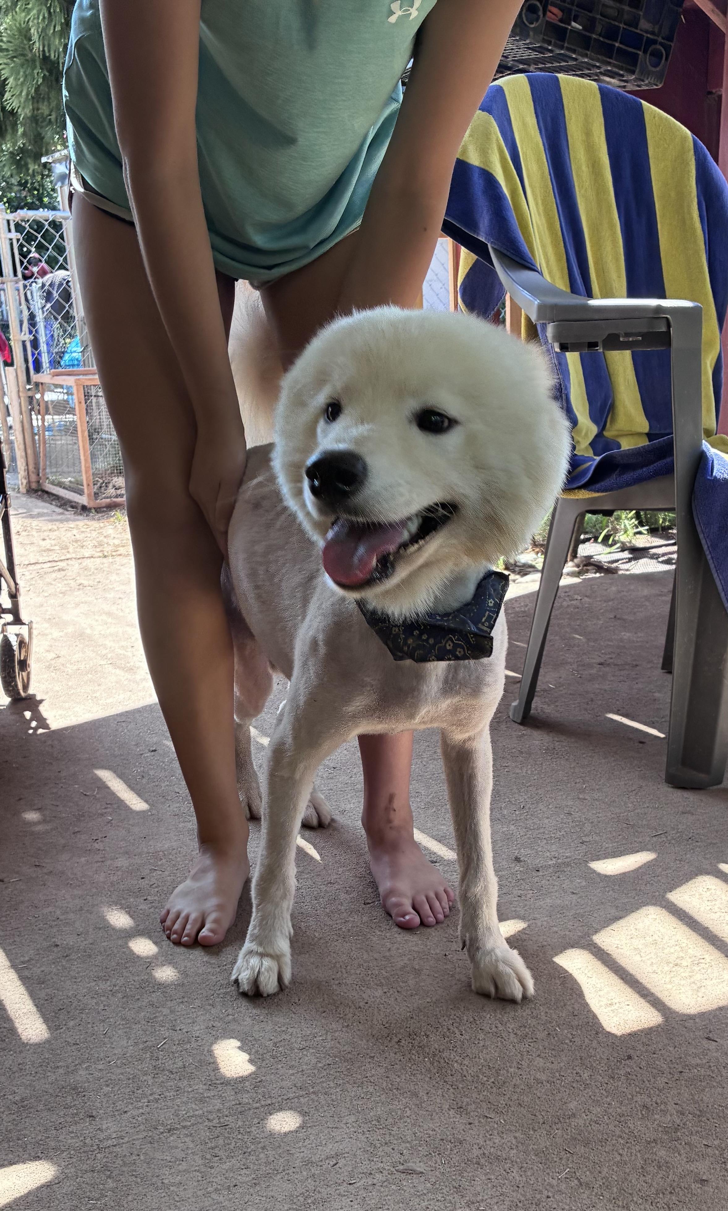 Kai, a ADOPTABLE Samoyed in Lincoln University, PA image 2/6